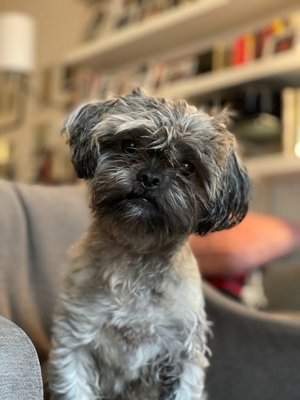 Albert the dog, eager to talk